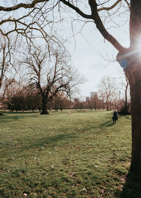 A large open park area with a grassy surface, scattered with fallen leaves and bordered by tall, leafless trees with twisted branches extending towards the sky. In the foreground on the right, part of a thick tree trunk with rough, textured bark is visible. The background shows additional trees spaced apart, some with sparse foliage, and a distant view of buildings on the city skyline under a clear, pale sky. The scene is softly lit, indicating daylight, possibly late autumn or winter. This setting correlates with urban outdoor spaces where waste clearance services might be utilized for maintaining cleanliness and managing fallen debris in public green areas, reflecting the practical context of independent or private waste handling carried out by service providers such as Waste Clearance Marylebone.